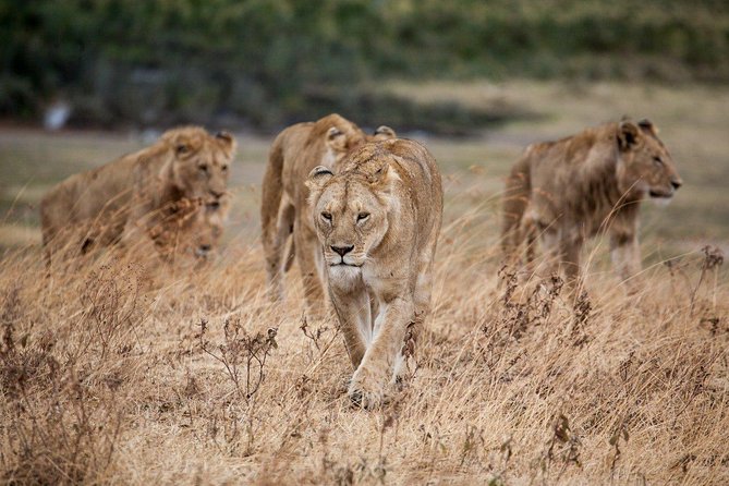 6 Days / 5 Nights Join Group Safari - Guidance and Support