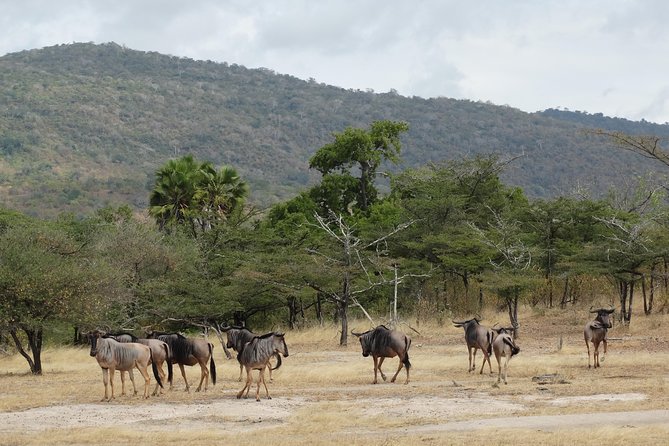 6 Days Safari to Mikumi Np, Udzungwa Mountain NP and Nyerere NP (Selous GR) - Participant Requirements