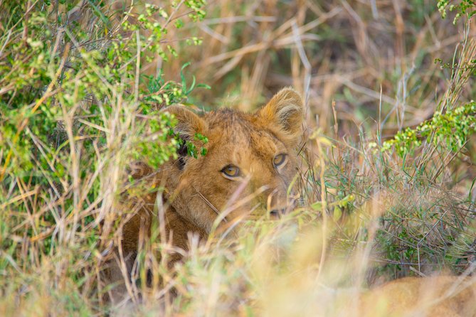 7 Days Lodge Safari. - Transportation Features
