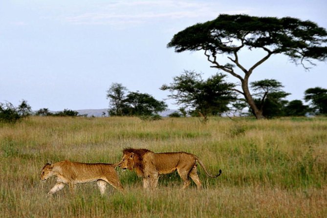7 Days Tour Northern Tanzania Safari: - Health and Accessibility