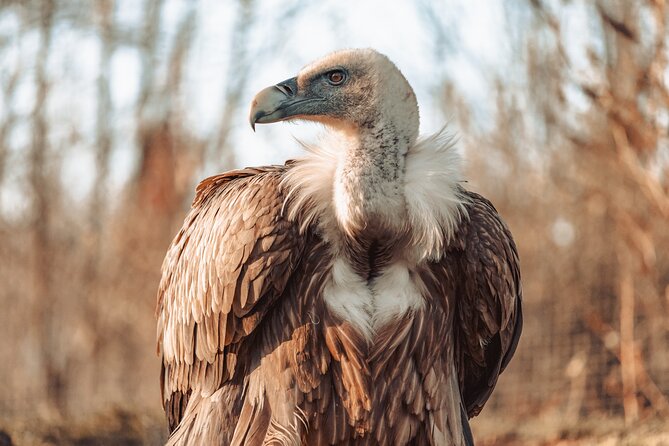 8-Day Private Tour Birds of Alentejo and Sierra Morena - Photography Opportunities