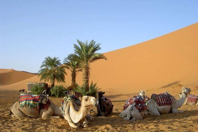 8 Days Tour Nomad Adventure Desert Camel Trekking From Marrakech Merzouga - Frequently Asked Questions