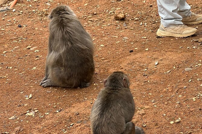 8 Hours Arashiyama Monkey Park Ryoanji and Kinkaku Ji Tour - Arashiyama Monkey Park