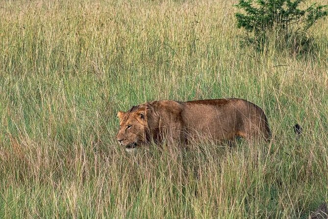 9-Day Private Uganda Wildlife Safari - Pickup and Meeting Points