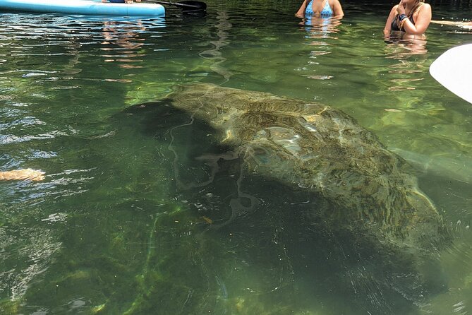 90-Minute Guided Eco Airboat Tour in Homosassa - Pricing and Booking Information