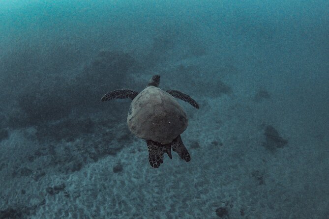 Afternoon Turtle Snorkel Sail From Maui - Meeting and Pickup Information