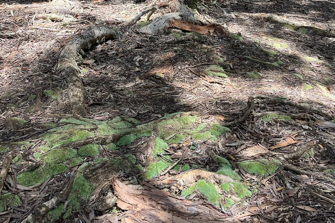 Aiea Loop Trail Hiking Review - Cancellation Policy