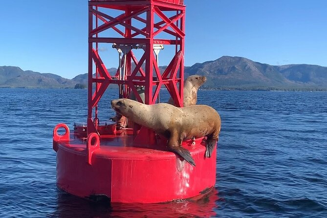 Alaska Marine Fast Boat Adventure - Customer Feedback and Experiences
