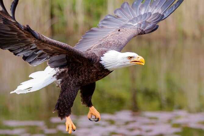 Alaska Wildlife Safari and Sightseeing Tour Review - Accessibility and Participation Requirements