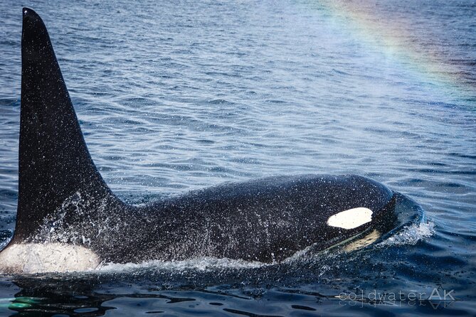 Alaska Wildlife Tour in Kachemak Bay - Tour Experience and Highlights
