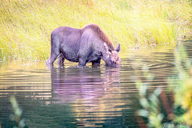 Alaskas Majestic Midnight Sun Photo Tour - Sum Up