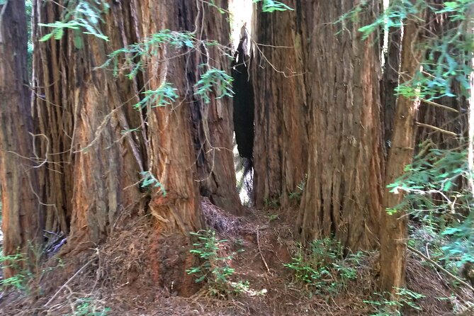 Alcatraz With Muir Woods and Sausalito Tour Review - Accessibility and Transportation