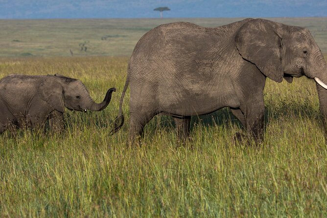 Amboseli National Park for 1 Night and 2 Days - Pickup and Transportation