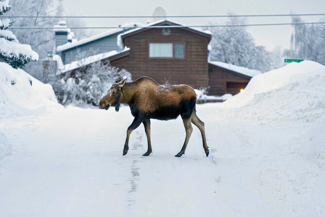 Anchorages Winter City Tour = Samples + Stops + WildLife - Sampling Local Cuisine