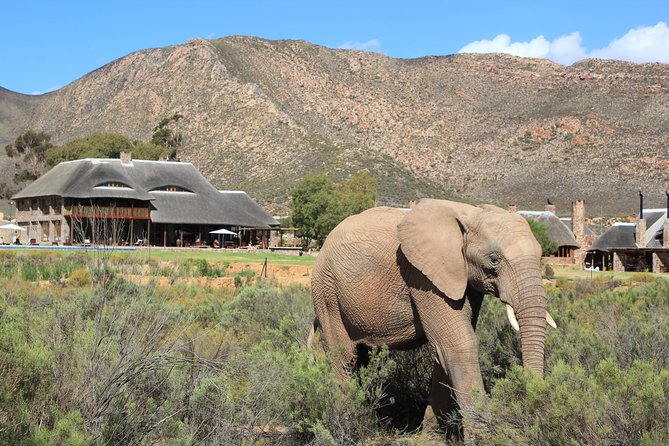 Aquila Safari Game Drive, Lunch & Shared Transfers From Cape Town - Cancellation and Rescheduling Policy