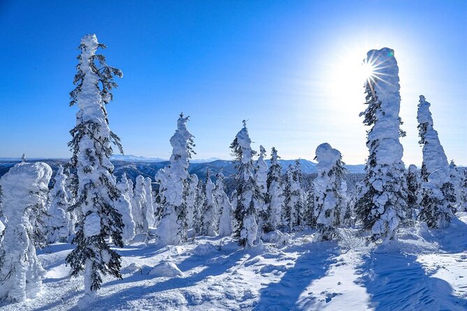 Arctic Circle Day Tour Adventure Review - Customer Experiences
