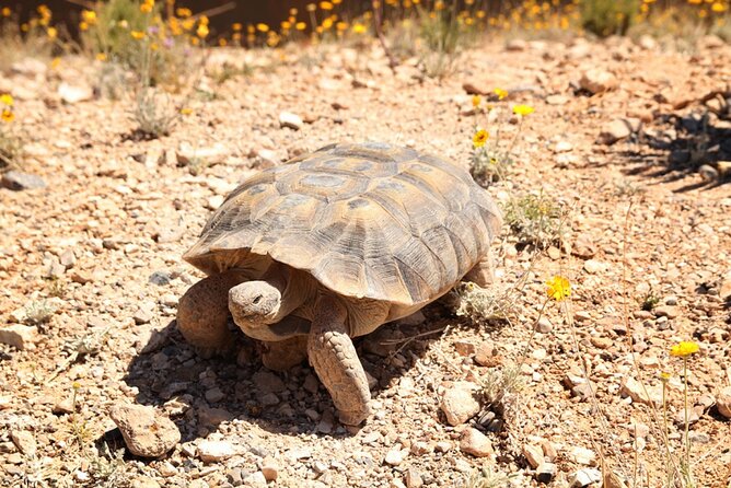 Audio Driving Tour: Grand Canyon West, Hoover Dam Red Rock Canyon - Traveler Experiences