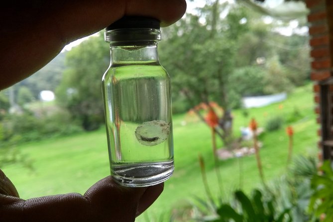 Axolotl Tour From CDMX - Pickup Locations and Transportation