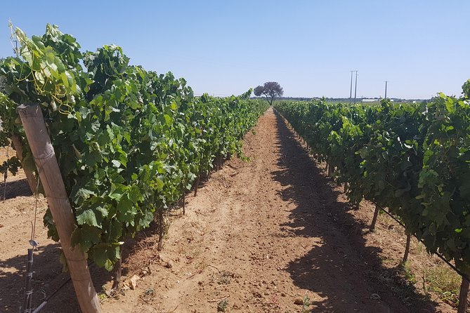Azeitão and Alentejo Wine and Food Tour - Booking Information