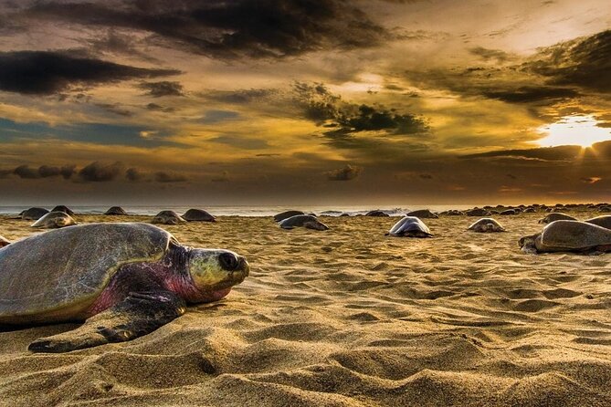 Baby Turtle Release Tour + Pick up + Courtesy in Puerto Escondido! - Booking and Cancellation Policy
