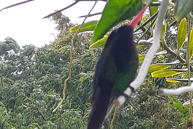 Bamboo Rafting/Foot Massage And Bird Sanctuary Private Tour - Tips for a Great Experience