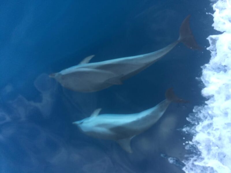 Basque Country: Dolphin Watching Boat Trip - Restrictions and Requirements