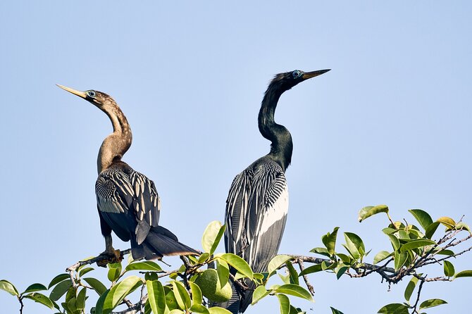 Best Birdwatching Lagoon Tour - What to Expect During the Tour