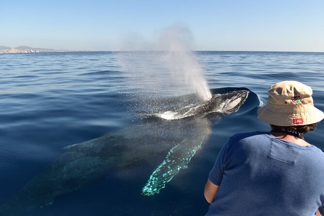 BEST COMBO CABO ARCH CLEAR BOAT & CITY TOUR La Paz & Todos Santos - Customer Experiences and Feedback
