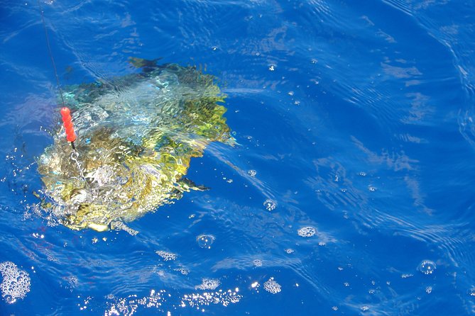 Big Game Fishing a Fishing Charter in Seychelles - Meeting Point and Schedule