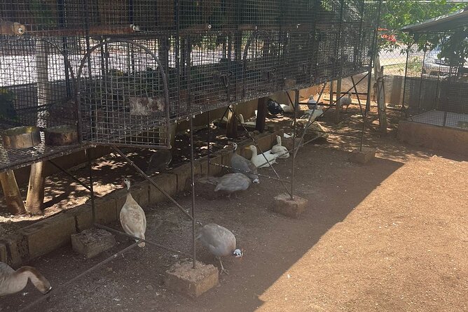 Bird Aviary/Shopping & Beach Day Out in Montego Bay - Booking Information