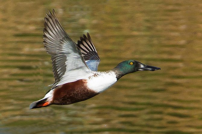Birding in Tavira and Ria Formosa: Your Nemesis Bird Destination - Self-Guided - Navigating the Self-Guided Birding Experience
