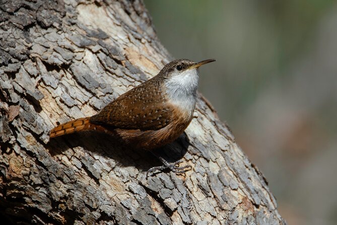 Black Canyon of the Gunnison NP Tour Review - User Feedback