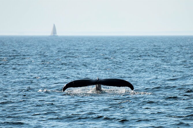Boston Whale Watching Cruise by High-Speed Catamaran - Whale Sightings and Conservation