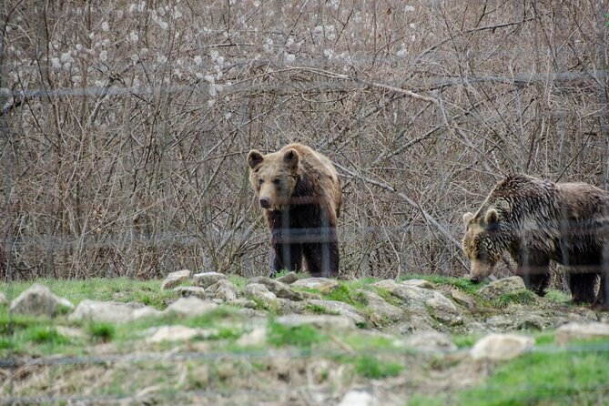 Bran Castle, Bear Sanctuary, and Rasnov Fortress Half Day Tour - Additional Information