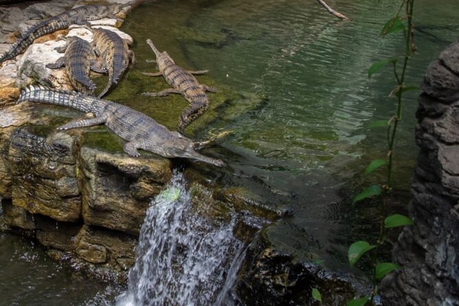 Bronx Zoo Admission Ticket - Dining and Refreshment Options