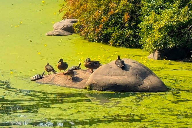 Brooklyn's Oasis: Audio Guide Review - Tour Accessibility and Navigation