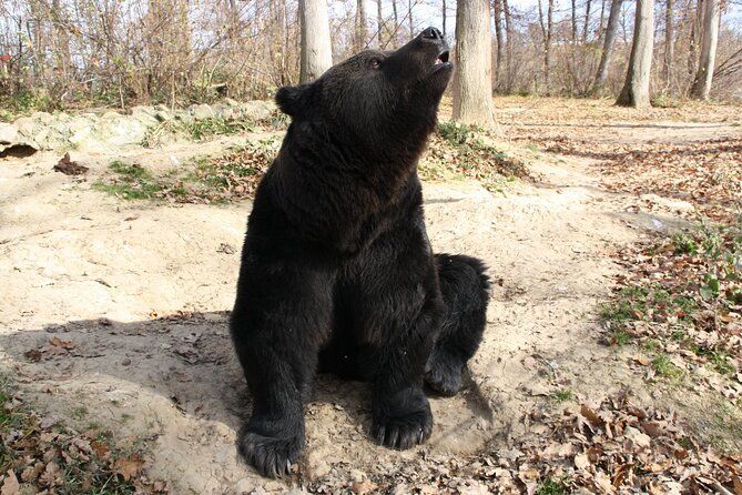 Brown Bear Watching Experience at the Bear Sanctuary - Participation Guidelines