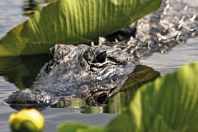 Bus From Miami to Everglades With Airboat Ride and a Free Picture - Included and Excluded Features