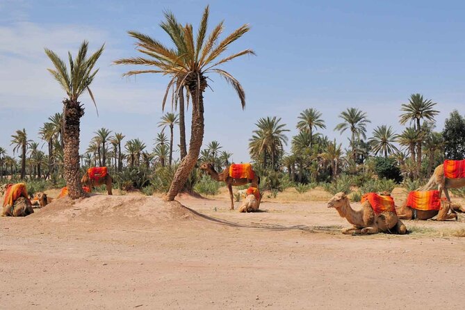 Camel Ride in the Palm Grove of Marrakech - What to Expect During the Ride