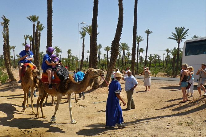 Camel Ride Tour in Marrakech - Pickup and Transportation