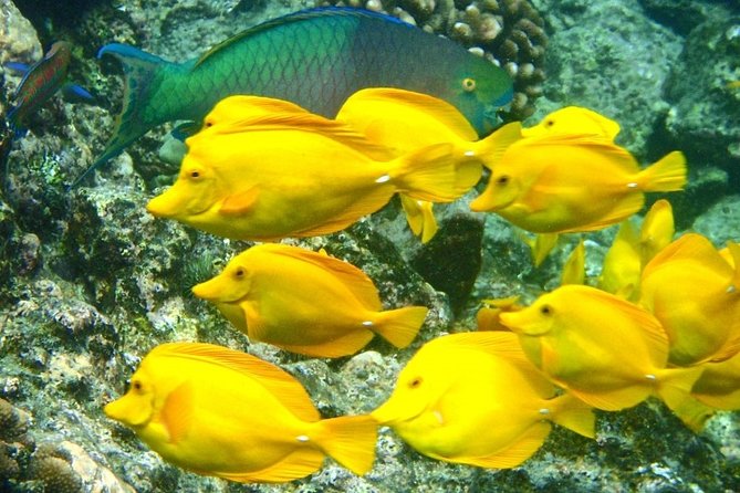 Captain Cook Snorkeling Cruise Review - Customer Feedback