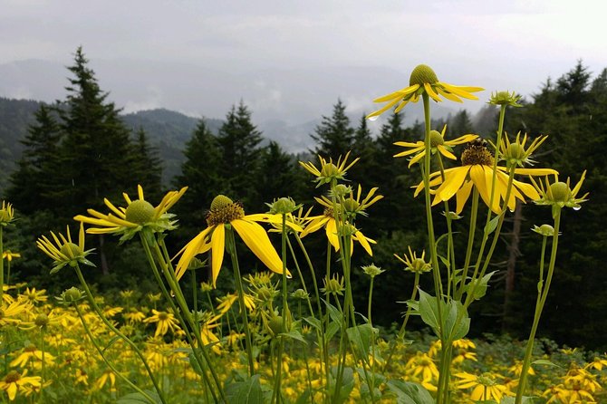 Carolina Waterfalls and Highlands Private VIP Boutique Tour - Pricing and Booking Information