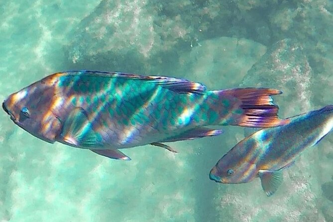 Cenote; Snorkeling and Photos With Colorful Fish - Pricing and Booking Information