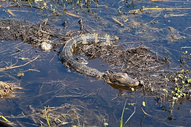 CENTRAL Florida'S BEST PRICED Eco-Friendly Airboat Rides - Accessibility and Inclusivity