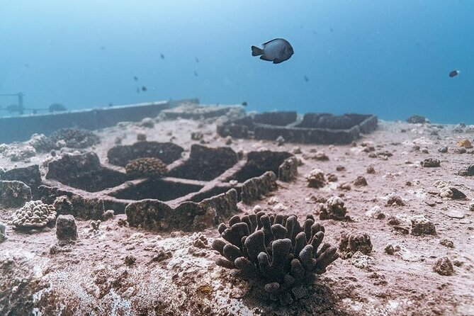 Certified Divers: Best 2-Tank Wrecks & Reef Boat Dive All Inclusive From Waikiki - Health and Safety Considerations