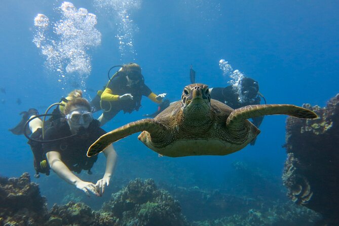 Certified Guided Shore Dive in Lahaina - Customer Reviews and Feedback