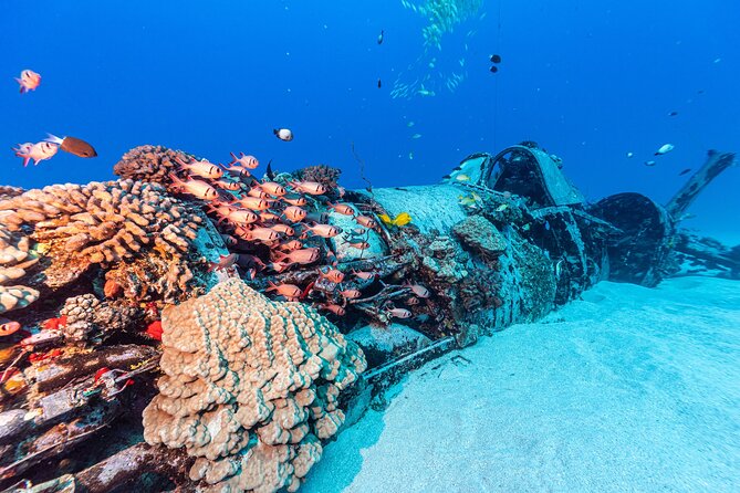 Certified Scuba Diving Experience in Honolulu - Customer Reviews