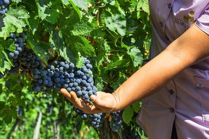 Chateau Burgozone Wine Tasting and Enchanting Danube River View - Pricing Information