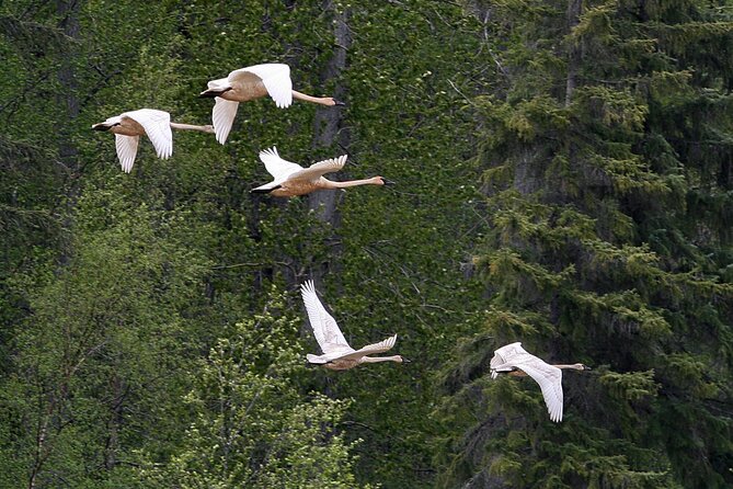 Chilkat River Jet-Boat Adventure in Haines - Recommendations for Travelers