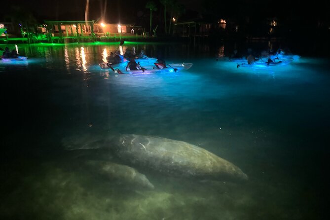 Clear Kayak Manatee Viewing Tour Review - Positive Aspects of the Tour